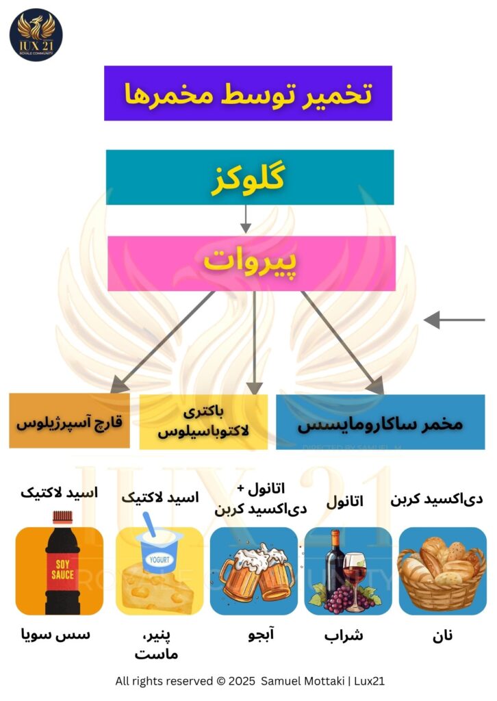 نمودار فرآیند تخمیر قندها به الکل و محصولات غذایی توسط مخمرها و باکتری‌ها | لوکس۲۱